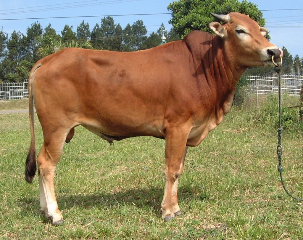 Sapi qurban pilihan Rumah Amal Qurban