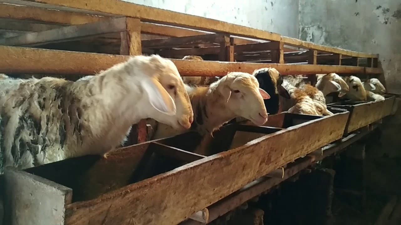 Sadaqah Qurban Rumah Amal Qurban