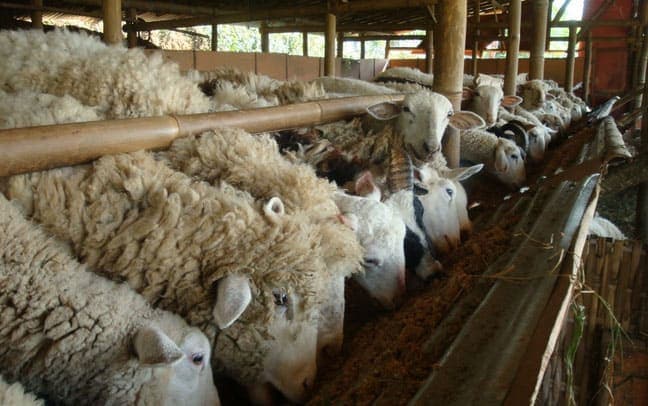 Domba qurban Rumah Amal Qurban