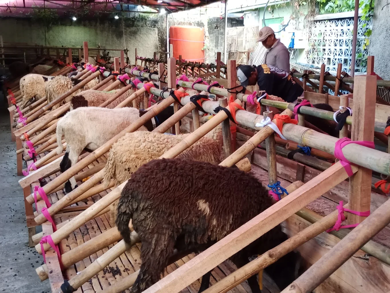 Hewan Qurban Berkualitas